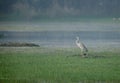 Grey Heron in sultanpur bird sanctuary Royalty Free Stock Photo