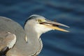 Grey heron swallowing a fish - South Africa Royalty Free Stock Photo