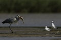 Grey heron Royalty Free Stock Photo