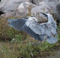 Grey Heron takeoff