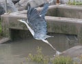 Grey Heron takes off