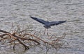 Grey heron