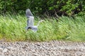 Grey heron taking flight