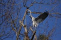 grey heron taking off a branch of a treer Royalty Free Stock Photo