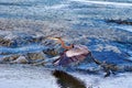 A Grey Heron Taking Off Royalty Free Stock Photo