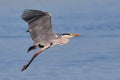 Grey Heron taking off over water