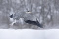 Grey heron is taking off Royalty Free Stock Photo