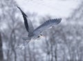 Grey heron is taking off Royalty Free Stock Photo