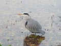 Grey heron is taking rest after feeding.