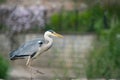 Grey Heron on the Prowl. Royalty Free Stock Photo