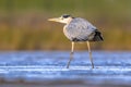 Grey heron tidal marsh waddensea