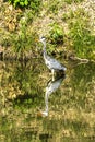 Grey Heron Tomb Water Reflection Habikino Osaka Japan