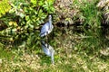 Grey Heron Tomb Water Reflection Habikino Osaka Japan