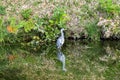 Grey Heron Tomb Water Reflection Habikino Osaka Japan