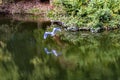 Grey Heron Tomb Water Reflection Habikino Osaka Japan