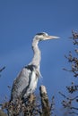 Grey heron on top of tree Royalty Free Stock Photo