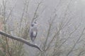 Grey heron in a tree with ice and fog Royalty Free Stock Photo