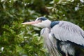 A grey heron in a tree Royalty Free Stock Photo