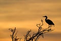 Grey Heron Royalty Free Stock Photo