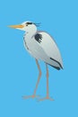 Grey heron vector illustration on a blue background Royalty Free Stock Photo