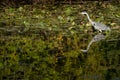 Grey Heron wading through a lake looking for fish by the lily pads Royalty Free Stock Photo