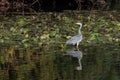 Grey Heron wading through a lake looking for fish by the lily pads Royalty Free Stock Photo