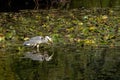 Grey Heron wading through a lake looking for fish by the lily pads Royalty Free Stock Photo