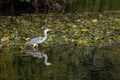 Grey Heron wading through a lake looking for fish by the lily pads Royalty Free Stock Photo
