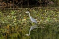 Grey Heron wading through a lake looking for fish by the lily pads Royalty Free Stock Photo