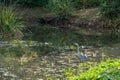 Grey Heron wading through a lake looking for fish by the lily pads Royalty Free Stock Photo