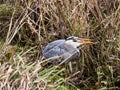 Grey Heron swallowing a freshly caught fish. sharp capture of detailing on the bird Royalty Free Stock Photo