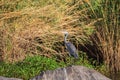 Grey heron waiting for a prey
