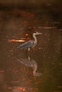 Grey heron walks through pond at sunset Royalty Free Stock Photo