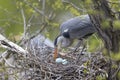 Grey heron watching fragile blue eggs in nest Royalty Free Stock Photo