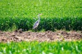 Grey heron water birds, Ardea cinerea in a field hunting mice Royalty Free Stock Photo