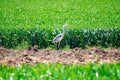 Grey heron water birds, Ardea cinerea in a field hunting mice Royalty Free Stock Photo