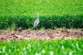 Grey heron water birds, Ardea cinerea in a field hunting mice Royalty Free Stock Photo