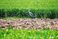 Grey heron water birds, Ardea cinerea in a field hunting mice Royalty Free Stock Photo