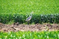 Grey heron water birds, Ardea cinerea in a field hunting mice Royalty Free Stock Photo