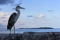 Grey heron and water villas Royalty Free Stock Photo