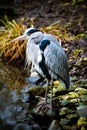 Grey heron at the waterside