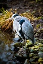 Grey heron at the waterside Royalty Free Stock Photo