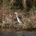 Grey heron in wetlands Royalty Free Stock Photo