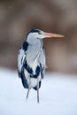 Grey Heron in white snow wind during cold winter. Cold winter in Europe.