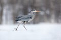 Grey Heron in white snow wind during cold winter. Wildlife scene from Poland nature. Snow storm with bird. Heron with snow in the