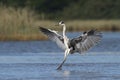 Grey heron