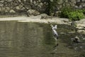 The grey heron (Ardea cinerea) and a Gull side by side in the river Royalty Free Stock Photo