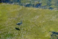 Grey heron (ardea cinerea) wading in mossy river