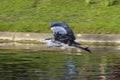 Grey heron (Ardea cinerea)