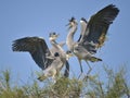 Grey herons bickering in tree